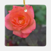 Corail rose Rose Nature Photographie Plante