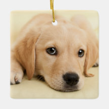 Créez Votre Propre Photo de Compagnon à Quatre Pat