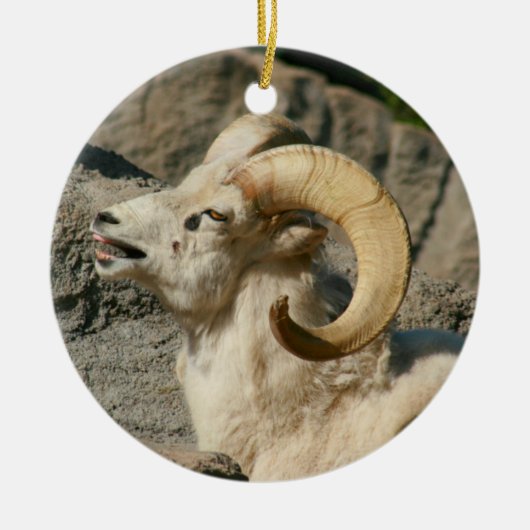 Ornement En Céramique Drôle rire Mouton ou Bighorn Ram (Devant)
