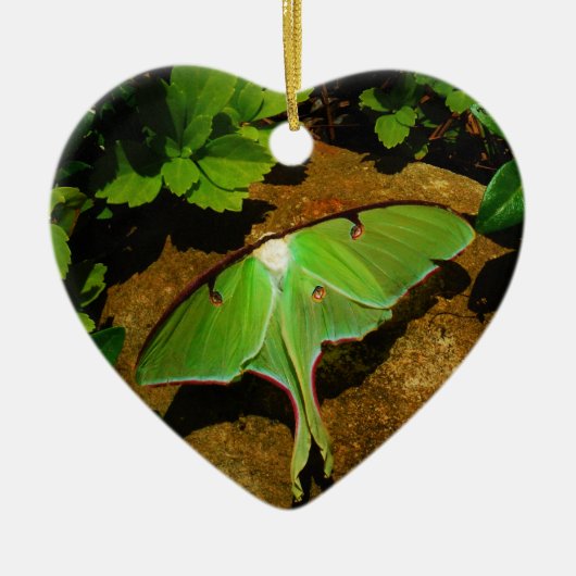 Ornement En Céramique Giant Green Luna moth (Devant)