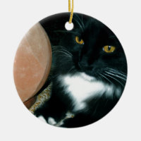 Globe et chat de sel psychiques - photographie