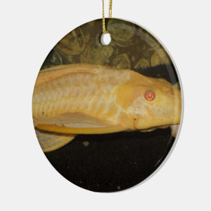 Ornement En Céramique Glyptoperichthys gibbiceps
