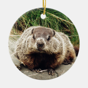 Ornement En Céramique Groundhog