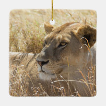 Lion dans la pose dans la haute herbe de Serengeti