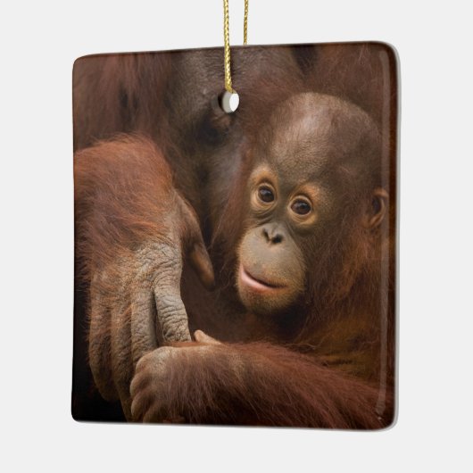 Ornement En Céramique Orangutan mère et bébé au zoo (Gauche)