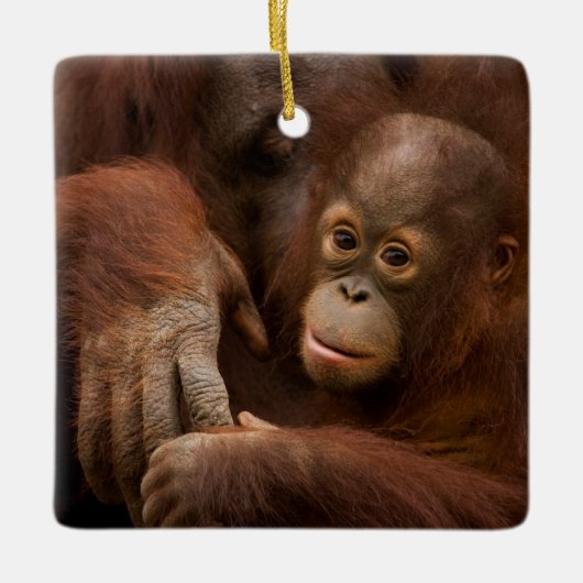 Ornement En Céramique Orangutan mère et bébé au zoo (Devant)