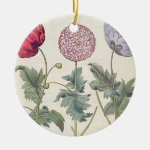 Ornement En Céramique Pavots : rubicundis multiplex des albumoris
