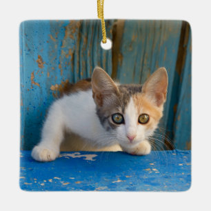Ornement En Céramique Photo curieuse drôle de yeux de calicot de chaton
