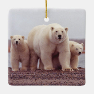 Ornement En Céramique Photo de famille d'ours polaire mère et oursons
