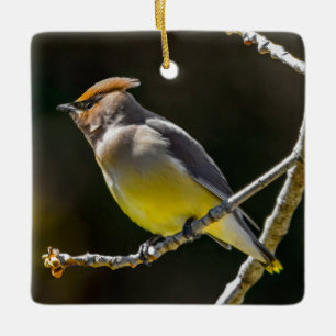 Ornement En Céramique Photographie originale d'oiseau sauvage de Jaseur