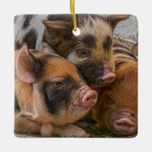 Ornement En Céramique Piglets KuneKune