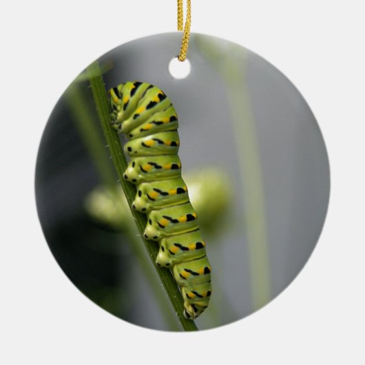 Ornement En Céramique Pilière à queue noire (chenille) sur Dil (Devant)