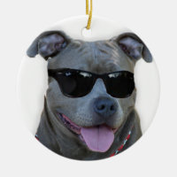 Pitbull bleu avec des verres