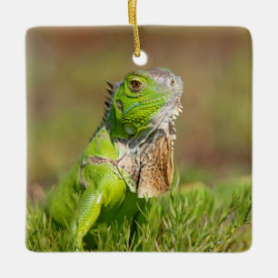Ornement En Céramique Portrait d'iguane vert Photographie de reptile