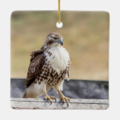 Ornement En Céramique Portrait d'un Hawk à queue rouge immature (Dos)