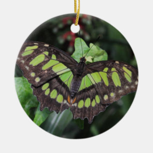 Ornement En Céramique Stelènes de Siproeta