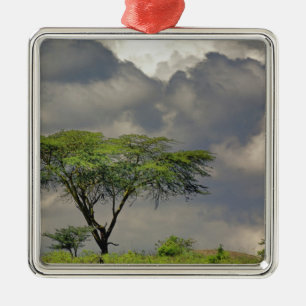 Ornement En Métal Acacia tortilis, Acacia tortilis, et 2