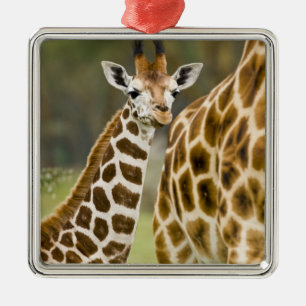 Ornement En Métal Afrique. Kenya. bébé girafe de Rothschild