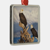 Ornement En Métal aigle à tête blanche, Haliaeetus leuccocephalus, p (Droite)