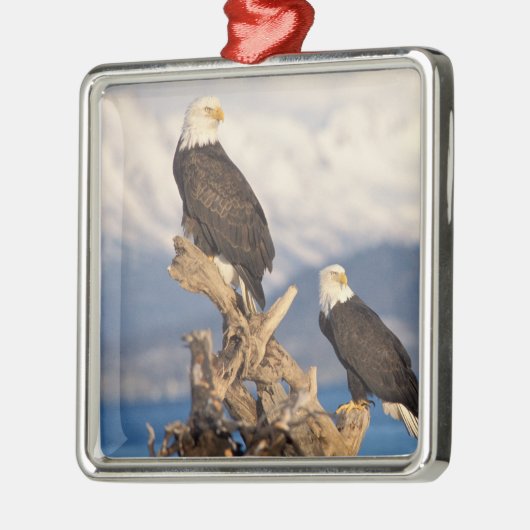 Ornement En Métal aigle à tête blanche, Haliaeetus leuccocephalus, p (Gauche)