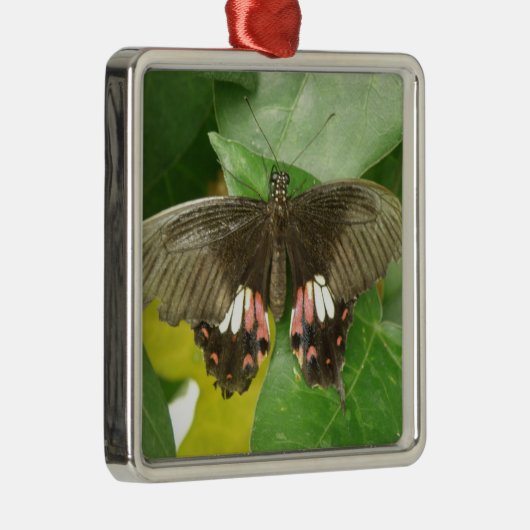 Ornement En Métal Arnament à queue épaisse carlet (Droite)