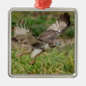 Ornement En Métal Buse à queue rouge immature (Devant)