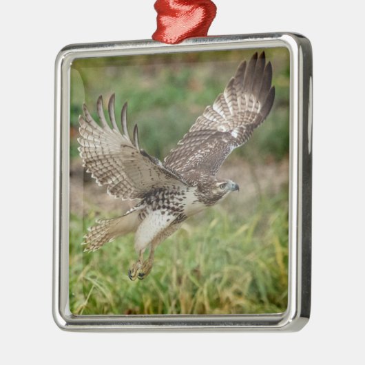 Ornement En Métal Buse à queue rouge immature (Gauche)