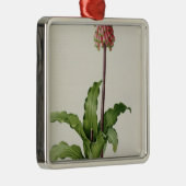 Ornement En Métal Capensis de Veltheimia, de "Les Liliacees", c.1805 (Droite)