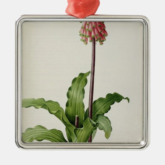 Ornement En Métal Capensis de Veltheimia, de "Les Liliacees", c.1805 (Devant)