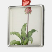 Ornement En Métal Capensis de Veltheimia, de "Les Liliacees", c.1805 (Gauche)