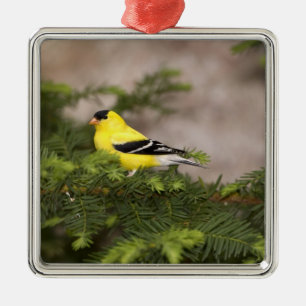 Ornement En Métal Chardonneret jaune mâle dans un arbre