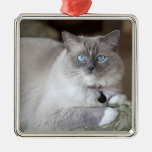 Ornement En Métal Chatte Ragdoll