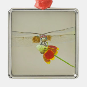 Ornement En Métal Checkered Setwing (Dythemis fugax) sur Mexicain