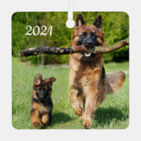 Chien berger allemand à longue chair et chiot