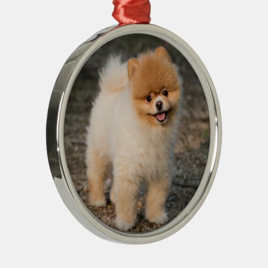 Ornement En Métal Chien chiot de Poméranie Brown mignon (Droite)