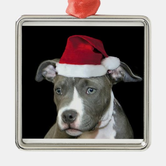 Ornement En Métal Chiot bleu de pitbull de Noël (Devant)