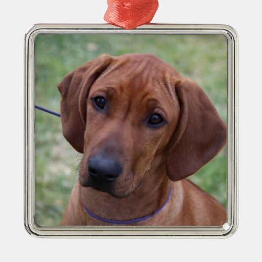 Ornement En Métal Chiot de Ridgeback (Devant)
