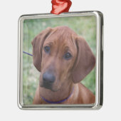 Ornement En Métal Chiot de Ridgeback (Gauche)