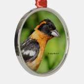 Ornement En Métal Closeup de Grosbeak à tête noire (Droite)
