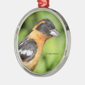 Ornement En Métal Closeup de Grosbeak à tête noire (Gauche)