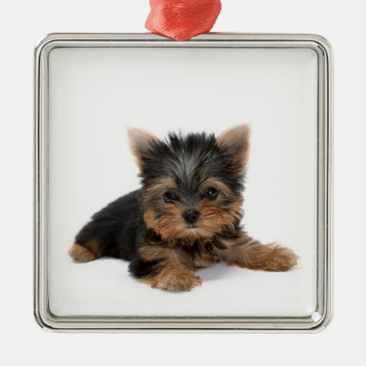 Ornement En Métal Cute Yorkshire Terrier Puppy (Devant)