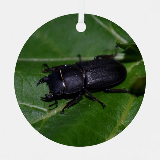 Ornement En Métal Dorcus parallelipipedus, le moindre dendroctone du (Recto)