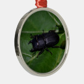 Ornement En Métal Dorcus parallelipipedus, le moindre dendroctone du (Droite)