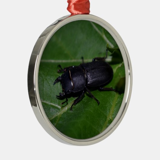 Ornement En Métal Dorcus parallelipipedus, le moindre dendroctone du (Droite)