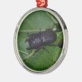 Ornement En Métal Dorcus parallelipipedus, le moindre dendroctone du (Gauche)