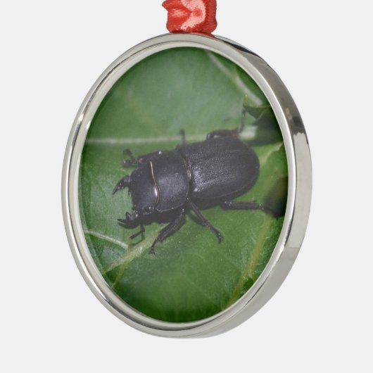 Ornement En Métal Dorcus parallelipipedus, le moindre dendroctone du (Gauche)