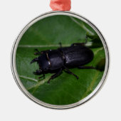 Ornement En Métal Dorcus parallelipipedus, le moindre dendroctone du (Devant)