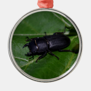 Ornement En Métal Dorcus parallelipipedus, le moindre dendroctone du