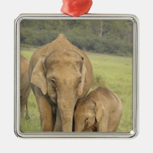 Ornement En Métal Éléphant indien / asiatique et jeune, Corbett