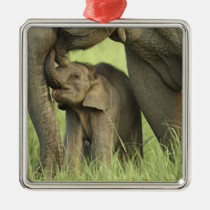 Ornement En Métal Éléphant indien / asiatique et jeune, Corbett 2